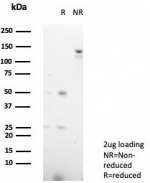 SDS-PAGE analysis of purified, BSA-free MPZ antibody (clone MPZ/7390) as confirmation of integrity and purity.