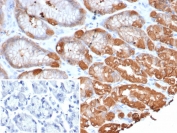 IHC staining of FFPE human stomach tissue with Glutamine Synthetase antibody (clone GLUL/6601) at 2ug/ml. Inset: PBS used in place of primary Ab (secondary Ab negative control). HIER: boil tissue sections in pH 9 10mM Tris with 1mM EDTA for 20 min and allow to cool before testing.