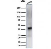 Western blot testing of human liver tissue lysate with Glutamine Synthetase antibody (clone GLUL/6601). Predicted molecular weight ~42 kDa.