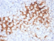 IHC staining of FFPE dog liver with Glutamine Synthetase antibody (clone GLUL/6601). HIER: boil tissue sections in pH 9 10mM Tris with 1mM EDTA for 20 min and allow to cool before testing.