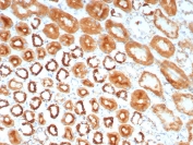 IHC staining of FFPE human kidney tissue with MR1 antibody (clone MR1/7578). HIER: boil tissue sections in pH 9 10mM Tris with 1mM EDTA for 20 min and allow to cool before testing.