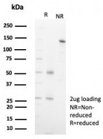SDS-PAGE analysis of purified, BSA-free MR1 antibody (clone MR1/7579) as confirmation of integrity and purity.