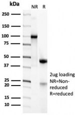 SDS-PAGE analysis of purified, BSA-free CD45RA antibody (clone PTPRC/4367R) as confirmation of integrity and purity.