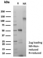 SDS-PAGE analysis of purified, BSA-free GLUL antibody (clone GLUL/8619R) as confirmation of integrity and purity.
