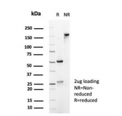 SDS-PAGE analysis of purified, BSA-free CD45 antibody (clone PTPRC/6862) as confirmation of integrity and purity.