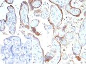 CD21 Antibody Placenta IHC. Immunohistochemistry of Complement Receptor 2 / CD21 in FFPE human placenta tissue using recombinant CD21 antibody, clone rCR2/6964. HRP-DAB brown staining highlights trophoblast cell membranes lining chorionic villi, while stromal cores show minimal staining and nuclei are counterstained blue. Inset: PBS was used in place of primary antibody as a negative control to confirm specificity of staining.