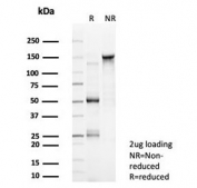 SDS-PAGE analysis of purified, BSA-free NR5A2 antibody (clone PCRP-NR5A2-1B8) as confirmation of integrity and purity.