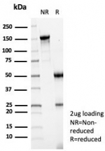 SDS-PAGE analysis of purified, BSA-free CD35 antibody (clone CR1/7108) as confirmation of integrity and purity.