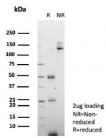 SDS-PAGE analysis of purified, BSA-free CD34 antibody (clone CD34/7719) as confirmation of integrity and purity.