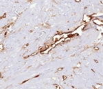 IHC staining of FFPE human uterus tissue with CD34 antibody (clone CD34/7719) at 2ug/ml. HIER: boil tissue sections in pH 9 10mM Tris with 1mM EDTA for 20 min and allow to cool before testing.