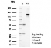 SDS-PAGE analysis of purified, BSA-free Proliferating Cell Nuclear Antigen antibody (clone PCNA/8303R) as confirmation of integrity and purity.