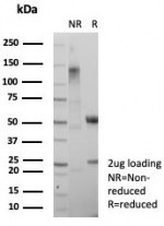 SDS-PAGE analysis of purified, BSA-free PCNA antibody (clone PCNA/8633R) as confirmation of integrity and purity.
