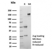 SDS-PAGE analysis of purified, BSA-free SNFT antibody (clone PCRP-BATF3-1E5) as confirmation of integrity and purity.