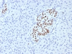 IHC staining of FFPE human pancreas tissue with IA1 antibody (clone INSM1/7992R). HIER: boil tissue sections in pH 9 10mM Tris with 1mM EDTA for 20 min and allow to cool before testing.