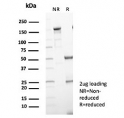 SDS-PAGE analysis of purified, BSA-free LAMP5 antibody (clone LAMP5/7642) as confirmation of integrity and purity.