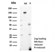 SDS-PAGE analysis of purified, BSA-free PCNA antibody (clone PCNA/4540) as confirmation of integrity and purity.