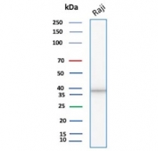 Western blot testing of human Raji cell lysate with PCNA antibody. Predicted molecular weight ~29 kDa, routinely observed at 29~36 kDa.