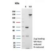 SDS-PAGE analysis of purified, BSA-free PCNA antibody (clone rPCNA/8859) as confirmation of integrity and purity.