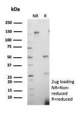 SDS-PAGE analysis of purified, BSA-free PCNA antibody (clone PCNA/8696R) as confirmation of integrity and purity.