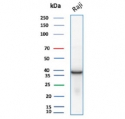 Western blot testing of human Raji cell lysate with PCNA antibody. Predicted molecular weight ~29 kDa, routinely observed at 29~36 kDa.
