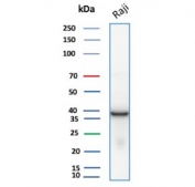 SDS-PAGE analysis of purified, BSA-free PCNA antibody (clone PCNA/8696R) as confirmation of integrity and purity.