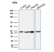 Western blot testing of human A431, 293T and HepG2 cell lysate and mouse NIH 3T3 cell lysate with PCNA antibody. Predicted molecular weight ~29 kDa, routinely observed at 29~36 kDa.