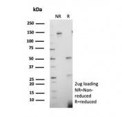 SDS-PAGE analysis of purified, BSA-free PCNA antibody (clone PCNA/8696R) as confirmation of integrity and purity.