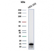 Western blot testing of human HEK293 cell lysate with MIF antibody (clone MIF/6277). Predicted molecular weight ~13 kDa.