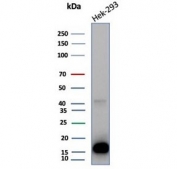 Western blot testing of human HEK293 cell lysate with MIF antibody (clone MIF/6280). Predicted molecular weight ~13 kDa.