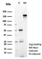 SDS-PAGE analysis of purified, BSA-free SOX12 antibody (clone PCRP-SOX12-1E4) as confirmation of integrity and purity.