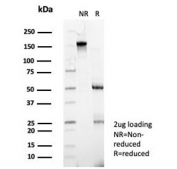 SDS-PAGE analysis of purified, BSA-free ZNF343 antibody (clone PCRP-ZNF343-4F8) as confirmation of integrity and purity.