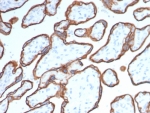 IHC staining of FFPE human placental tissue with CD40 antibody (clone CD40/4940). HIER: boil tissue sections in pH 9 10mM Tris with 1mM EDTA for 20 min and allow to cool before testing.