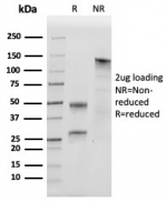 SDS-PAGE analysis of purified, BSA-free SOX18 antibody (clone SOX18/3271) as confirmation of integrity and purity.