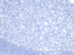Negative control: IHC testing of FFPE human tonsil (RNA expression: 0.0 nTPM) using OLIG2 antibody (clone OLIG2/7366R). HIER: boil tissue sections in pH 9 10mM Tris with 1mM EDTA for 20 min and allow to cool before testing.