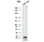 Western blot testing of human HEK293 cell lysate with MIF antibody (clone MIF/6279). Predicted molecular weight ~13 kda.