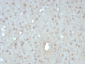 IHC staining of FFPE human pancreas tissue with GIRK2 antibody (clone KCNJ6/7558) at 2ug/ml. HIER: boil tissue sections in pH 9 10mM Tris with 1mM EDTA for 20 min and allow to cool before testing.