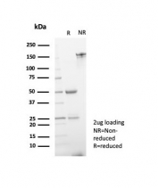 SDS-PAGE analysis of purified, BSA-free ETS-related gene antibody (clone ERG/6980) as confirmation of integrity and purity.