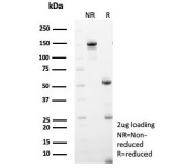 SDS-PAGE analysis of purified, BSA-free MX1 antibody (clone MX1/7527) as confirmation of integrity and purity.