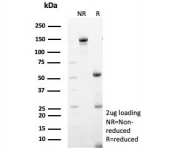 SDS-PAGE analysis of purified, BSA-free MX1 antibody (clone MX1/7527) as confirmation of integrity and purity.
