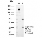 SDS-PAGE analysis of purified, BSA-free MX1 antibody (clone MX1/7529) as confirmation of integrity and purity.