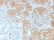 IHC staining of FFPE human kidney tissue with MX1 antibody (clone MX1/7529). Inset: PBS used in place of primary Ab (secondary Ab negative control). HIER: boil tissue sections in pH 9 10mM Tris with 1mM EDTA for 20 min and allow to cool before testing.