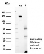 SDS-PAGE analysis of purified, BSA-free TMPRSS2 antibody (clone TMPRSS2/7410) as confirmation of integrity and purity.
