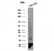 Western blot testing of human HEK293 cell lysate with MIF antibody (clone MIF/6281). Predicted molecular wight ~13 kDa.