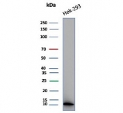Western blot testing of human HEK293 cell lysate with MIF antibody (clone MIF/6282).