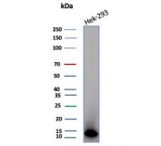 Western blot testing of human HEK293 cell lysate with Macrophage migration inhibitory factor antibody (clone MIF/6283). Predicted molecular weight ~13 kDa.