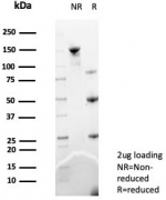 SDS-PAGE analysis of purified, BSA-free Macrophage migration inhibitory factor antibody (clone MIF/6283) as confirmation of integrity and purity.
