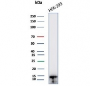 Western blot testing of human HEK293 cell lysate with Glycosylation inhibiting factor antibody (clone MIF/6278). Predicted molecular weight ~13 kDa.