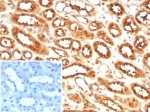 IHC staining of FFPE human kidney tissue with Glycosylation inhibiting factor antibody (clone MIF/6278). Inset: PBS used in place of primary Ab (secondary Ab negative control). HIER: boil tissue sections in pH 9 10mM Tris with 1mM EDTA for 20 min and allow to cool before testing.