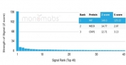 Analysis of a HuProt(TM) microarray containing more than 19,000 full-length human proteins using Glycosylation inhibiting factor antibody (clone MIF/6278). Z- and S- Score: The Z-score represents the strength of a signal that a monoclonal antibody (in combination with a fluorescently-tagged anti-IgG secondary antibody) produces when binding to a particular protein on the HuProt(TM) array. Z-scores are described in units of standard deviations (SD's) above the mean value of all signals generated on that array. If targets on HuProt(TM) are arranged in descending order of the Z-score, the S-score is the difference (also in units of SD's) between the Z-score. S-score therefore represents the relative target specificity of a mAb to its intended target. A mAb is considered to specific to its intended target, if the mAb has an S-score of at least 2.5. For example, if a mAb binds to protein X with a Z-score of 43 and to protein Y with a Z-score of 14, then the S-score for the binding of that mAb to protein X is equal to 29.