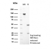 SDS-PAGE analysis of purified, BSA-free SCD1 antibody (clone SDC1/7183) as confirmation of integrity and purity.